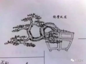 经典盆景造型设计