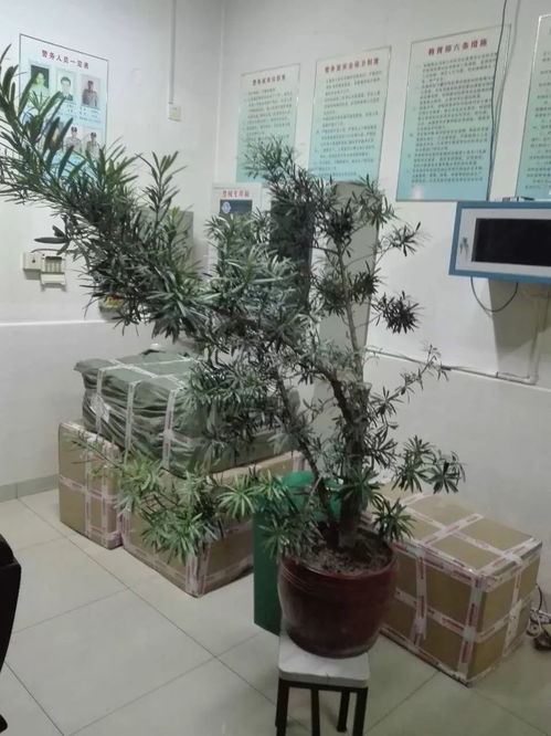 罗汉松造型设计 绿化苗的艺术塑造之旅